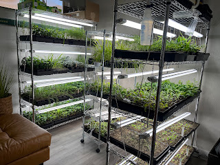 Winter Seed Starts – March 2025