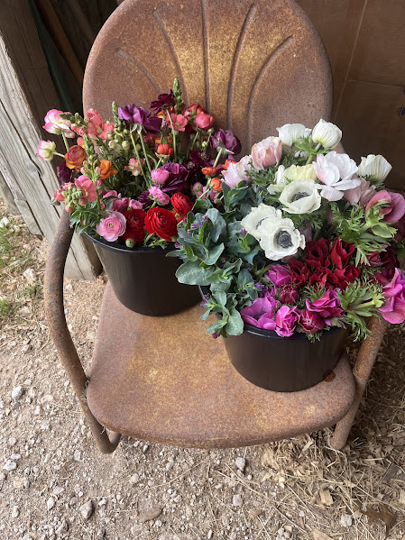 harvesting Anemones, Ranunculus, snap Dragons, and bells of Ireland on a cold day