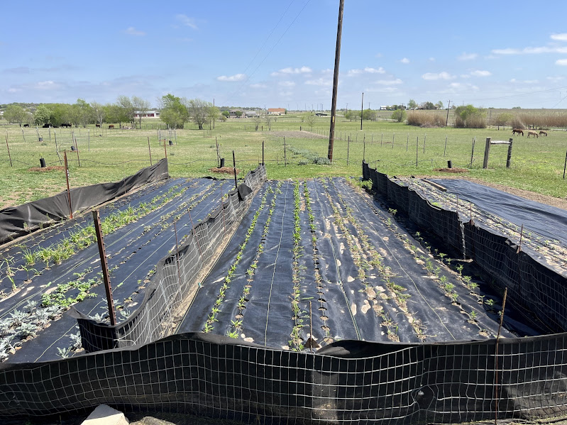 hand planted flower patch